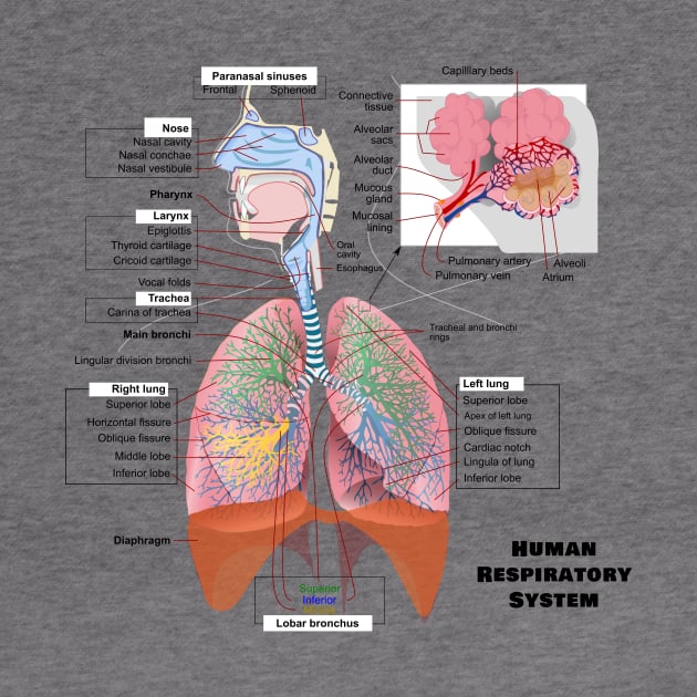 Human Respiratory System Diagram by sovereign120